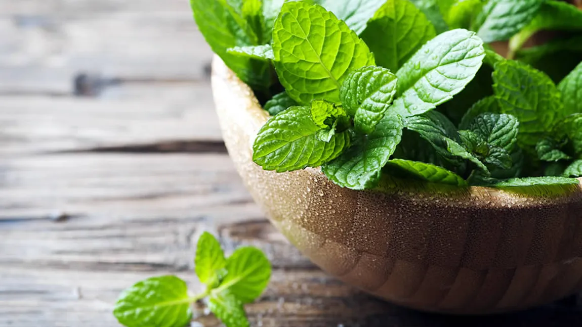 Menta – istorie și origini